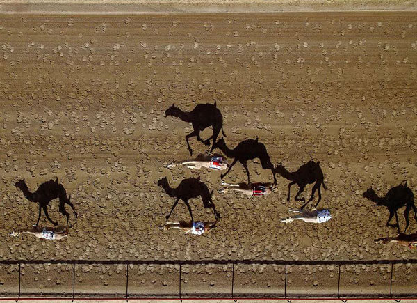 Camel Race Aerial Photography